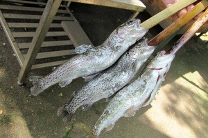 IMG_2627.jpg