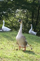 PICT0075.jpg